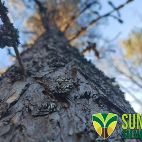 Your own tree, Sunsilva